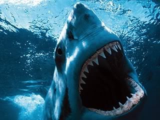 sharks Pictures, Images and Photos