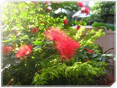6 Sep 2009 งานไทยเที่ยวไทย จัดสวนที่บ้าน