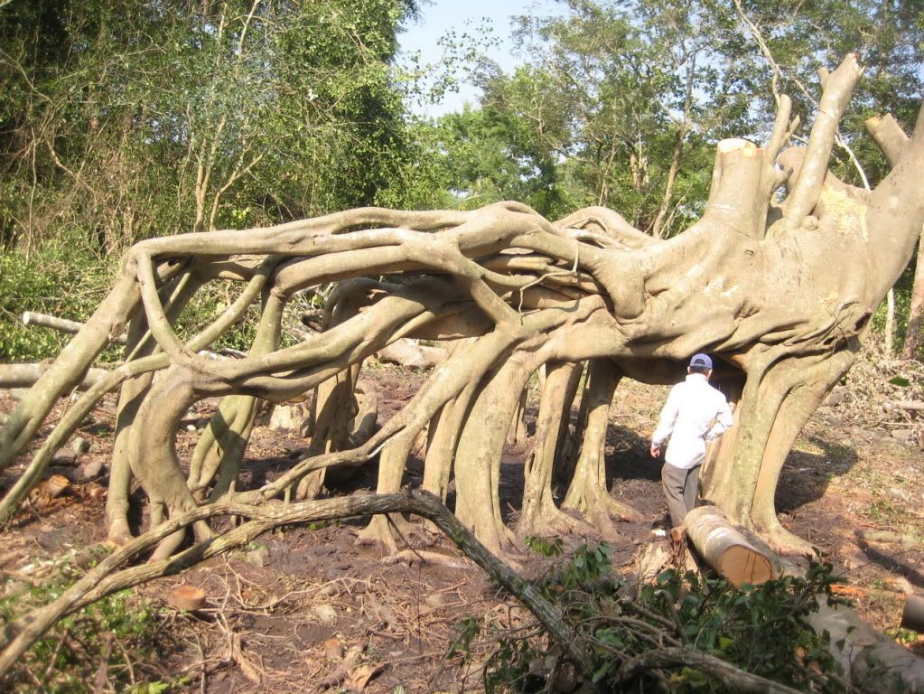 03thanhvan62.jpg 03thanhvan62.jpg