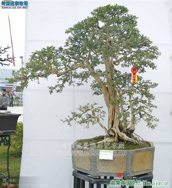 Sự tiến bộ của bon sai Trung Quốc