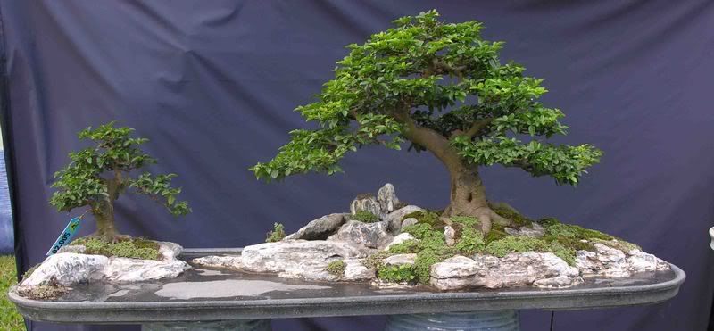 triphasia_trifoliata_b_wibon_tc36_k.jpg triphasia_trifoliata_b_wibon_tc36_k.jpg