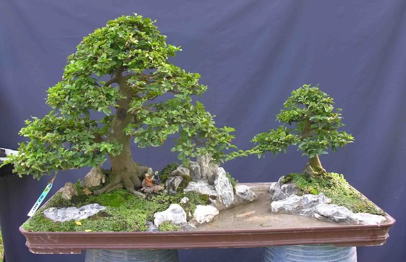 triphasia_trifoliata_b_wibon_tc37_k.jpg triphasia_trifoliata_b_wibon_tc37_k.jpg