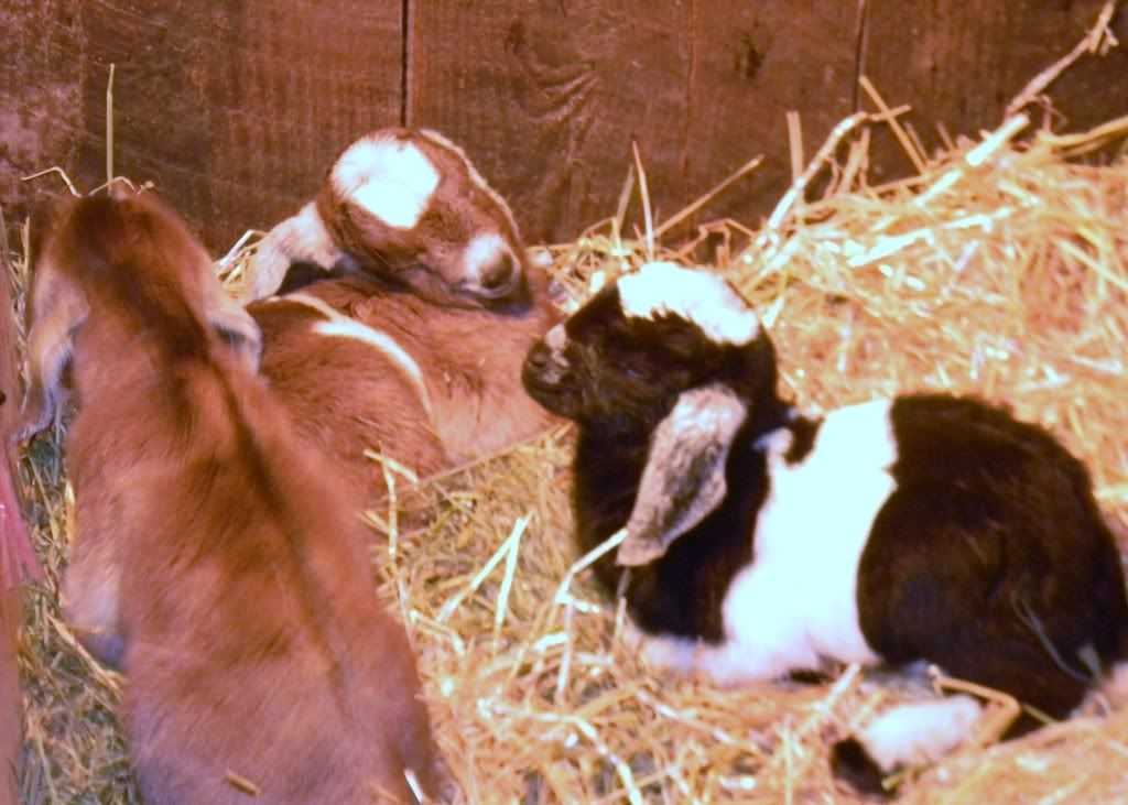 Sandi's Birth Announcements - Goats