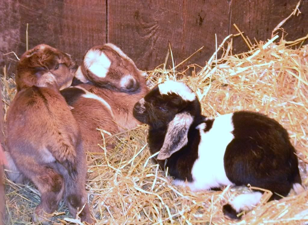 Sandi's Birth Announcements - Goats