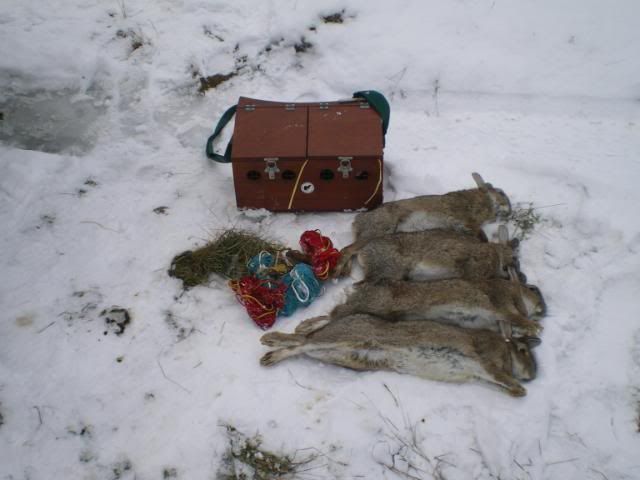 todaysferreting005.jpg