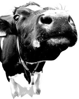 cow Pictures, Images and Photos