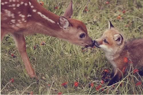 gidarkuci.jpg deer&amp;fox picture by tea-runs-in-my-veins