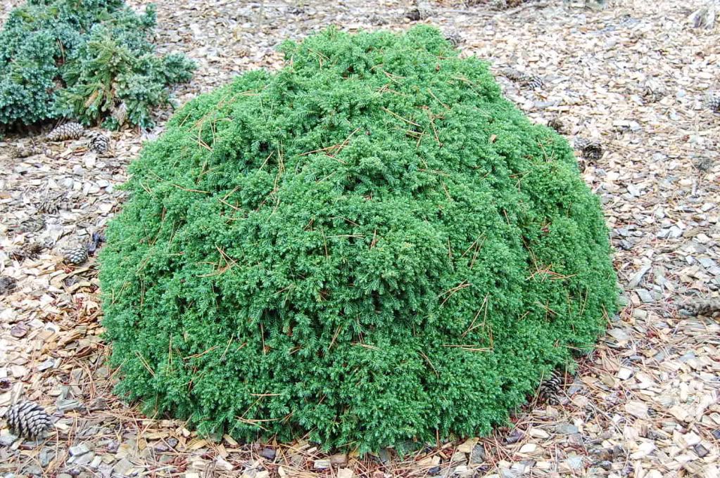 Cryptomeria Japonica Radicans