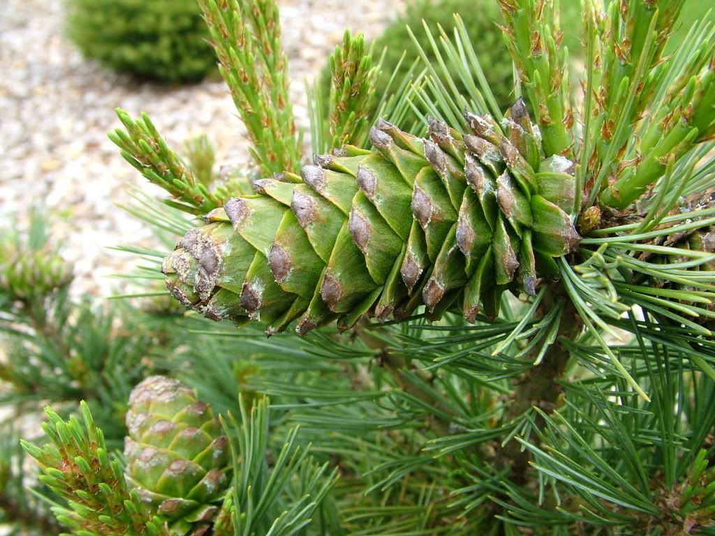 Pinus strobiformis &quot;Loma Linda&quot;