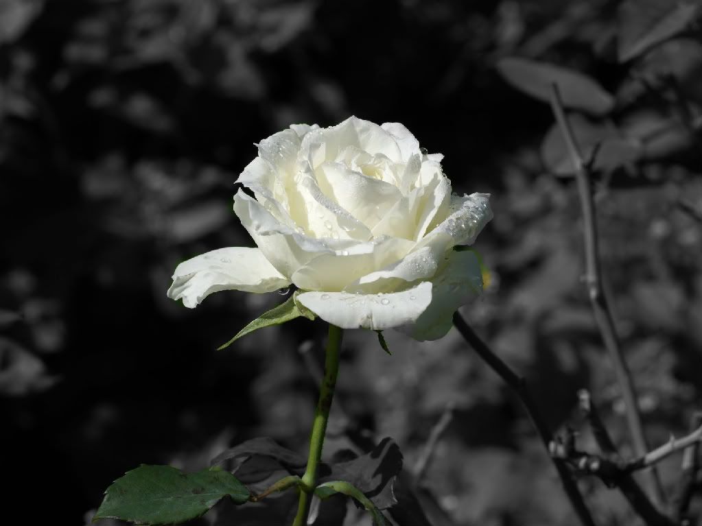 wallpaper rose white. White Rose Pictures,