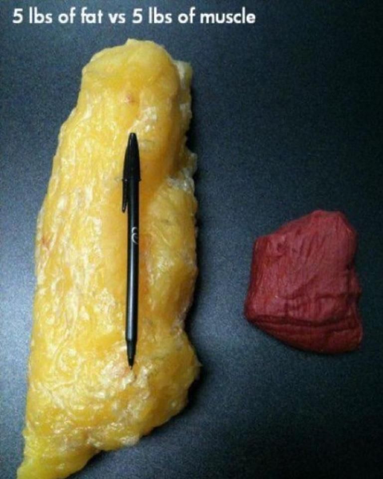 5-pounds-of-fat-vs-5-pounds-of-muscle-mass-comparison.jpg
