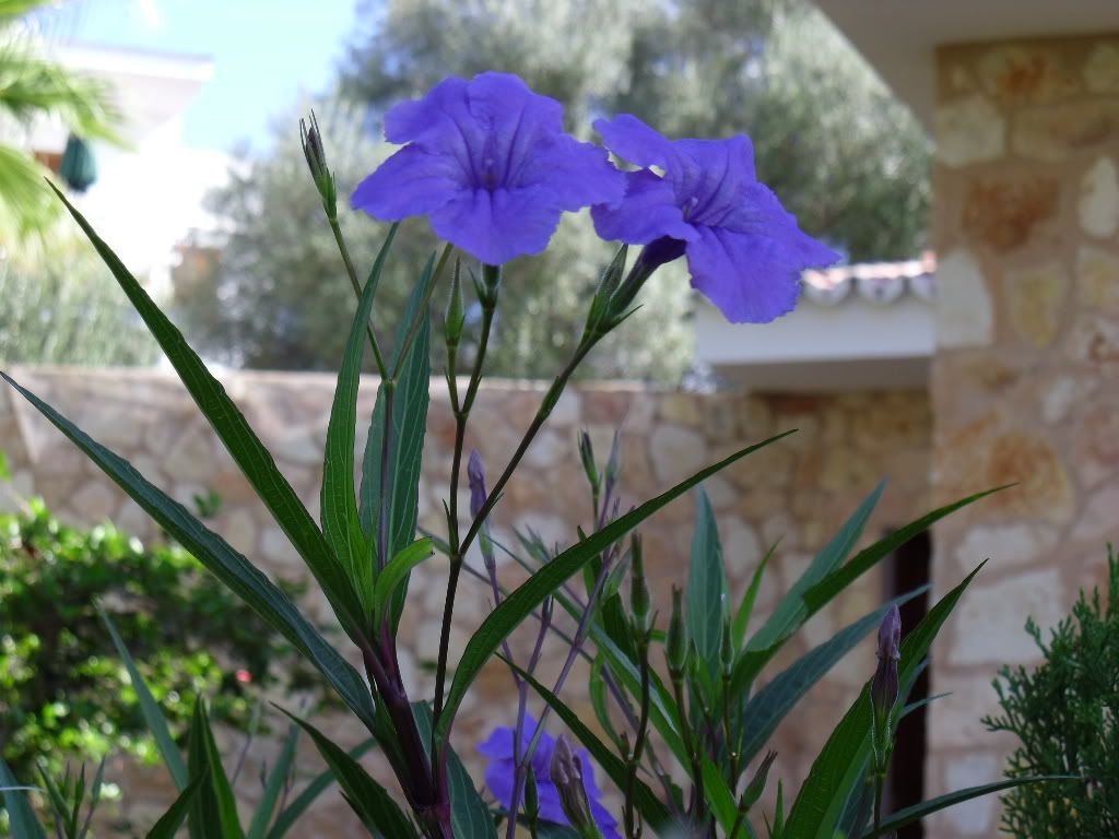 http://i711.photobucket.com/albums/ww117/bootiful59/Garden/Unknownplant-MajorcaSept2011.jpg