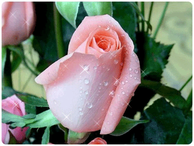  Flor-Animada.gif