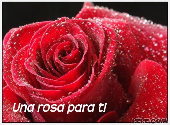  una_rosa_para_ti_2.jpg