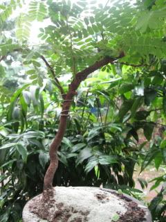 pohon asem
