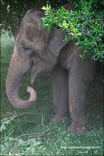 IMAGE: http://i711.photobucket.com/albums/ww119/GFX-Kuri/Wildlife/Elephant-1.jpg
