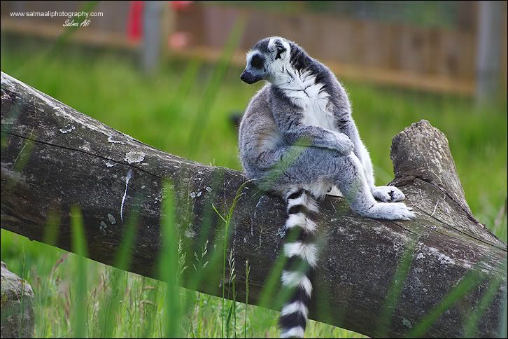 IMAGE: http://i711.photobucket.com/albums/ww119/GFX-Kuri/Wildlife/Lemur.jpg
