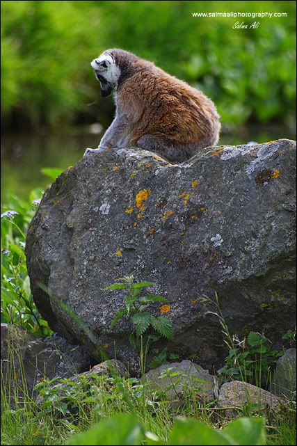 IMAGE: http://i711.photobucket.com/albums/ww119/GFX-Kuri/Wildlife/LemurPraying.jpg