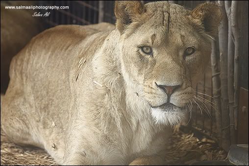 IMAGE: http://i711.photobucket.com/albums/ww119/GFX-Kuri/Wildlife/LionessAwake-1.jpg