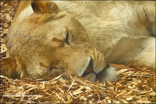 IMAGE: http://i711.photobucket.com/albums/ww119/GFX-Kuri/Wildlife/LionessSleep-1.jpg