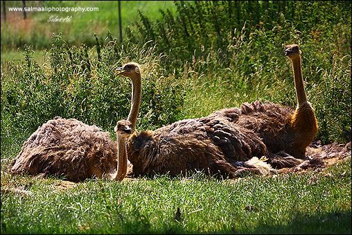 IMAGE: http://i711.photobucket.com/albums/ww119/GFX-Kuri/Wildlife/Ostriches-1.jpg
