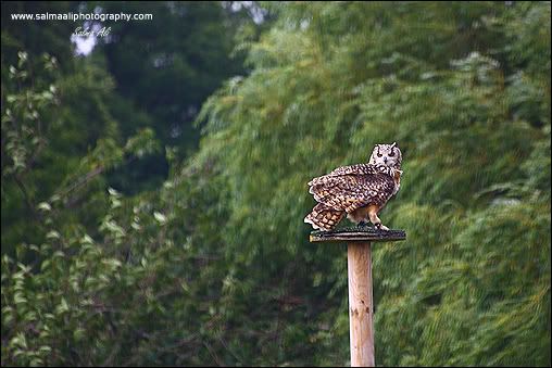 IMAGE: http://i711.photobucket.com/albums/ww119/GFX-Kuri/Wildlife/Owl-1.jpg