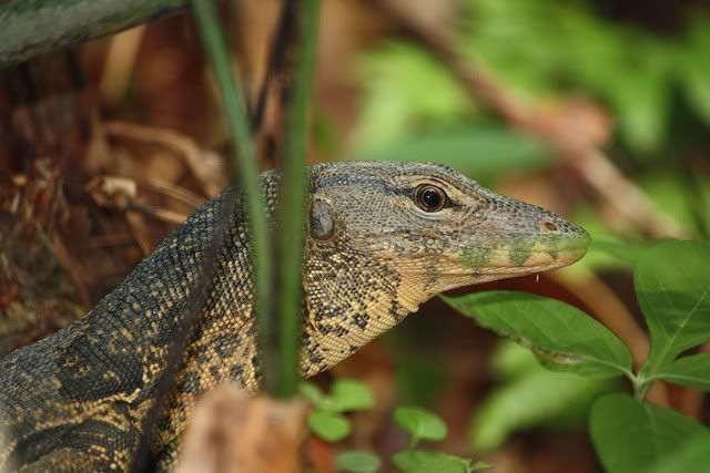 biawak Pictures, Images and Photos